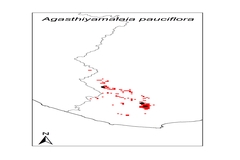 Agasthiyamalaia pauciflora